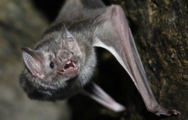А вы когда-нибудь пробовали избавиться от летучих мышей? А вы когда-нибудь пробовали избавиться от летучих мышей?