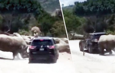 В мексиканском сафари-парке носорог попытался перевернуть внедорожник с туристами(4 фото + 1 видео) В мексиканском сафари-парке носорог попытался перевернуть внедорожник с туристами(4 фото + 1 видео)