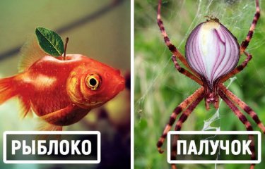 20 необычных гибридов животных и растений, которые добавят в этот день капельку безумия(24 фото) 20 необычных гибридов животных и растений, которые добавят в этот день капельку безумия(24 фото)