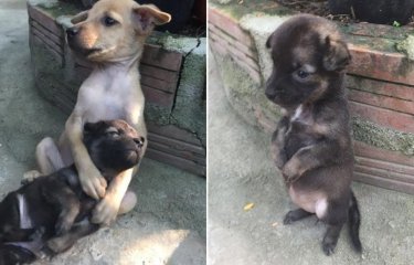 Эти бездомные малыши продолжают обниматься даже после того, как их спасли!(9 фото) Эти бездомные малыши продолжают обниматься даже после того, как их спасли!(9 фото)