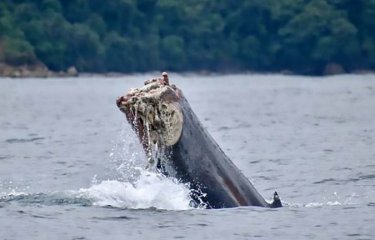 Бедный кит остался без хвоста, попав в брошенную рыбацкую сетку(4 фото + 1 видео) Бедный кит остался без хвоста, попав в брошенную рыбацкую сетку(4 фото + 1 видео)
