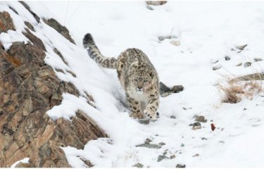 Снежный барс вместе с бараном свалился с огромной высоты и остался жив(2 фото) Снежный барс вместе с бараном свалился с огромной высоты и остался жив(2 фото)