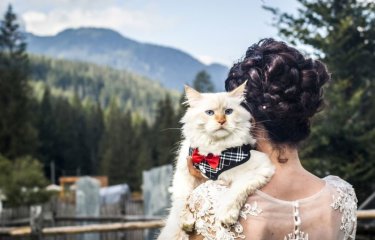 Фотограф снимает невест с их кошками и результат не может быть более очаровательным(20 фото) Фотограф снимает невест с их кошками и результат не может быть более очаровательным(20 фото)
