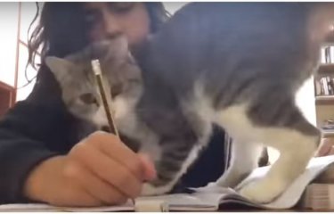 Когда пытаешься учиться, но у тебя живет кот(1 фото + 1 видео) Когда пытаешься учиться, но у тебя живет кот(1 фото + 1 видео)