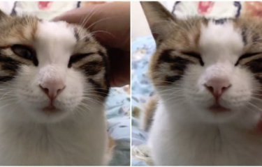 Женщина нашла способ быстро выключить свою кошку(1 фото + 1 видео) Женщина нашла способ быстро выключить свою кошку(1 фото + 1 видео)