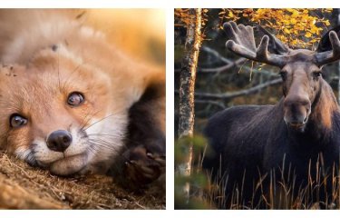 Фотограф показывает, насколько свободно чувствуют себя животные в диких лесах Финляндии(37 фото) Фотограф показывает, насколько свободно чувствуют себя животные в диких лесах Финляндии(37 фото)
