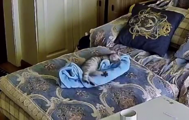 Котик старательно делает себе лежанку из пледа (1 фото + 1 видео) Котик старательно делает себе лежанку из пледа (1 фото + 1 видео)