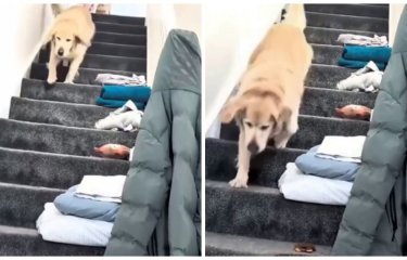 Собака не умеет тихо спускаться по лестнице (1 фото + 1 видео) Собака не умеет тихо спускаться по лестнице (1 фото + 1 видео)