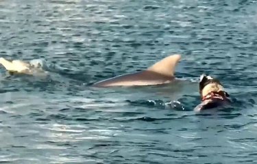 Пёс нырнул в воду и неожиданно стал «своим» для дельфинов (1 фото + 1 видео) Пёс нырнул в воду и неожиданно стал «своим» для дельфинов (1 фото + 1 видео)