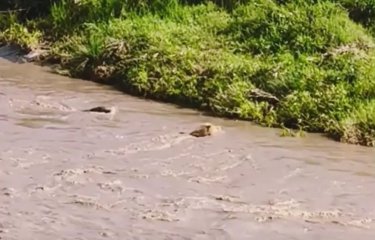Лев едва не стал обедом: крокодил атаковал хищника прямо в реке (1 фото + 1 видео) Лев едва не стал обедом: крокодил атаковал хищника прямо в реке (1 фото + 1 видео)