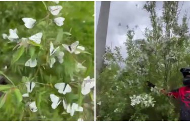 Большое количество бабочек-боярышниц под Миассом (1 фото + 1 видео) Большое количество бабочек-боярышниц под Миассом (1 фото + 1 видео)