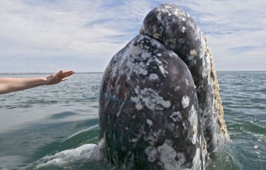Самые дружелюбные киты в мире (14 фото) Самые дружелюбные киты в мире (14 фото)