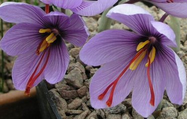 Сладкая жизнь: самые дорогие продукты мира (13 фото + текст) Сладкая жизнь: самые дорогие продукты мира (13 фото + текст)