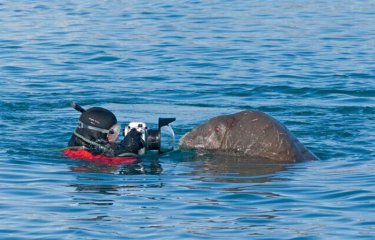 Наедине с моржом (15 фото) Наедине с моржом (15 фото)