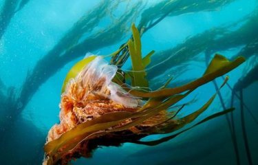 National Geographic за июль (26 фото) National Geographic за июль (26 фото)