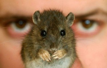 Несколько фактов о крысах (20 фото) Несколько фактов о крысах (20 фото)